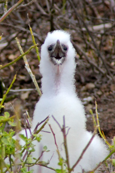 galapagos baby red footed booby GALAPAGOS ISLANDS DAY 2  Photo Gallery